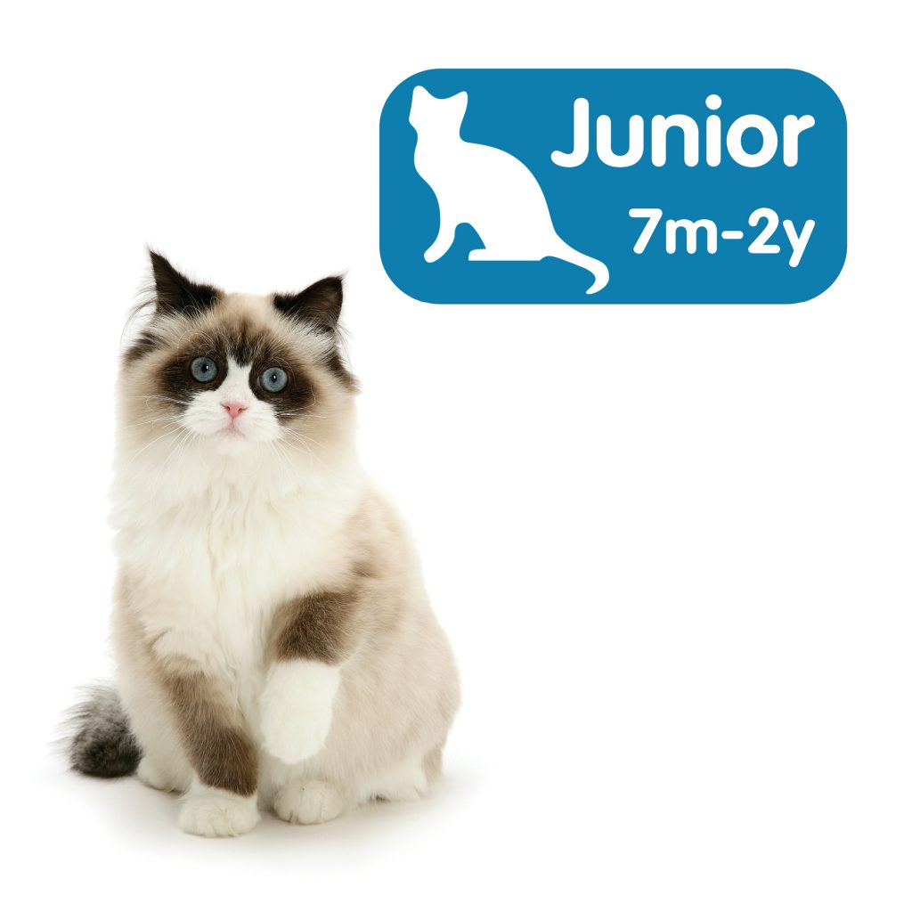 Junior (7–24 months) | Cat Care for Life