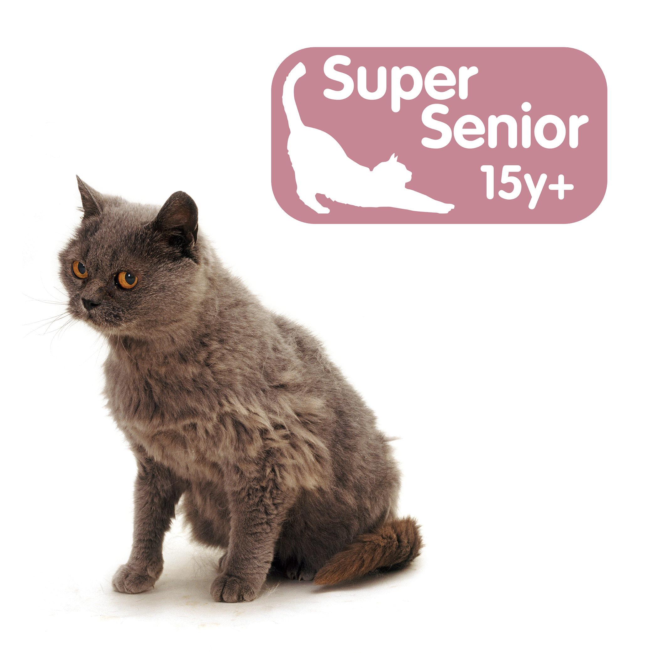 Super Senior 15years Cat Care For Life